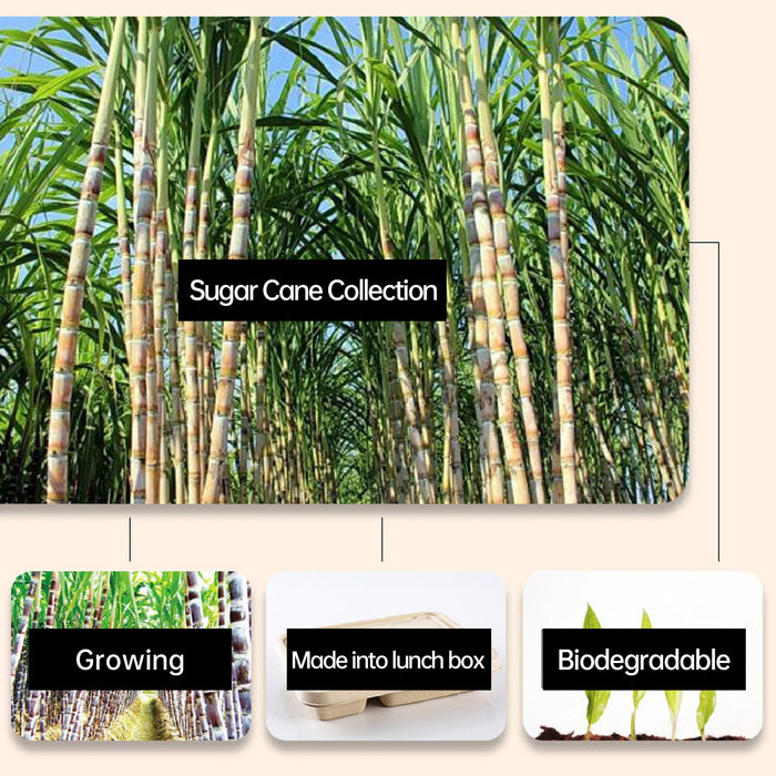 25 / 50 Pcs Biodegradable Lunch Boxes Microwave Safe -20°C to 120°C Multi-Compartment